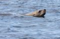 Steller's Sea Lion